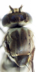 Scatella vittithorax