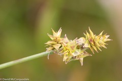 Carex atlantica atlantica
