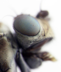 Scatella vittithorax