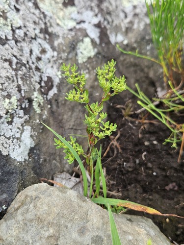 Cluster-stemmed Nailwort (Paronychia fastigiata)