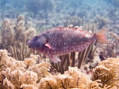 Sparisoma chrysopterum