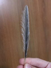 Gulosus aristotelis desmarestii