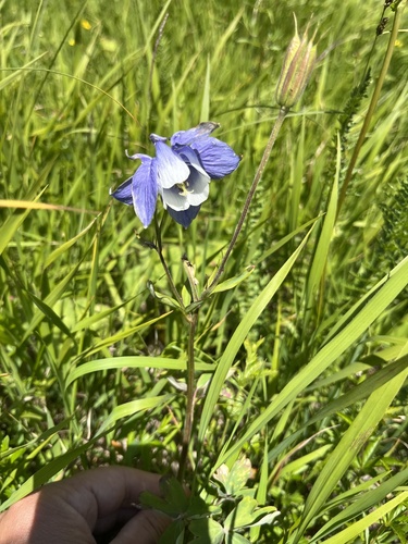 Caucasian columbine (Aquilegia olympica)