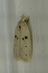 Scythropiodes issikii