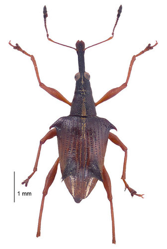 Ancistropterus