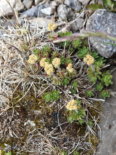 Lehmann's rockjasmine (Androsace lehmanniana)