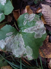 Acidia cognata