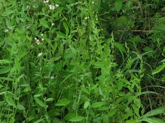 Chenopodium standleyanum