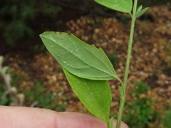 Chenopodium standleyanum
