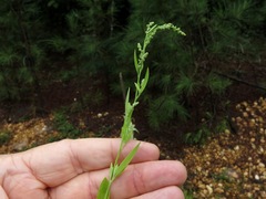 Chenopodium standleyanum