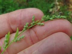 Chenopodium standleyanum