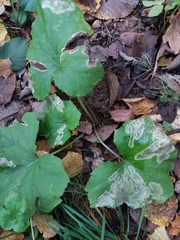 Acidia cognata