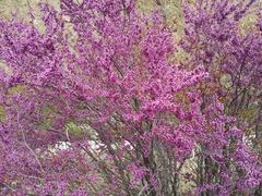Cercis griffithii, photograph (c) Nasser Halaweh, some rights reserved (CC BY)