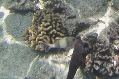 Parupeneus insularis