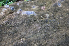 Dermatocarpon luridum