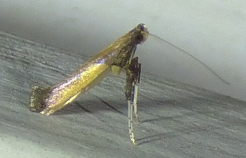 Azalea Leafminer Moth photo 2