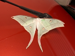 Actias selene