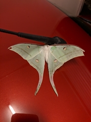 Actias selene