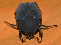 Cotinis mutabilis atrata