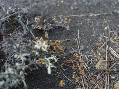 Pimelea microphylla