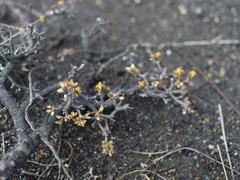 Pimelea microphylla