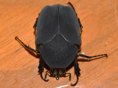 Cotinis mutabilis atrata