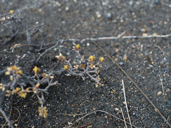 Pimelea microphylla