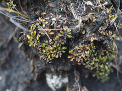 Wahlenbergia pygmaea pygmaea