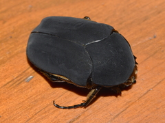 Cotinis mutabilis atrata