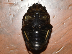 Cotinis mutabilis atrata