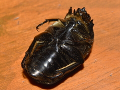 Cotinis mutabilis atrata