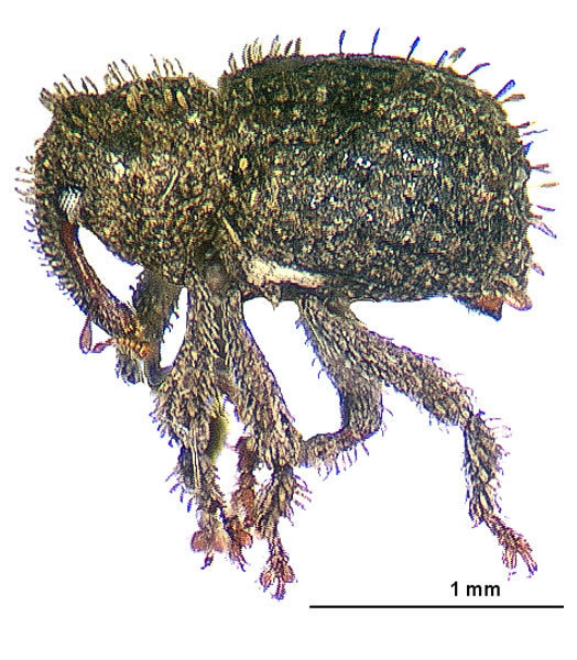 Andracalles horridus