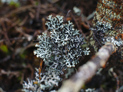 Hypogymnia lugubris