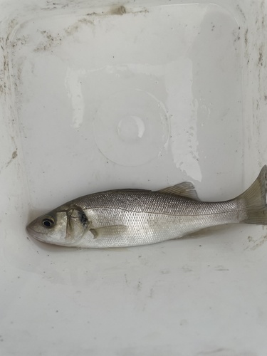 Dicentrarchus labrax