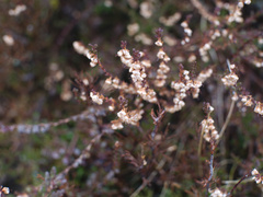 Dracophyllum subulatum