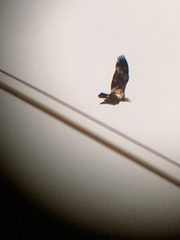Haliaeetus leucocephalus washingtoniensis