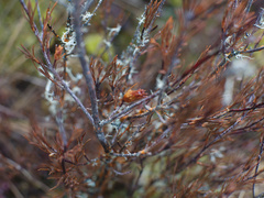 Dracophyllum subulatum