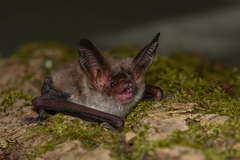 Bechstein's Myotis photo 1