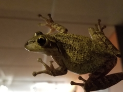 Osteopilus septentrionalis