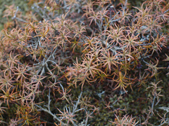 Dracophyllum recurvum