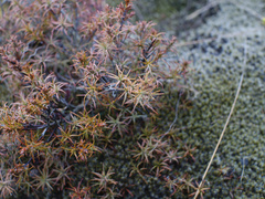 Dracophyllum recurvum