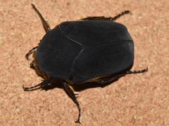 Cotinis mutabilis atrata