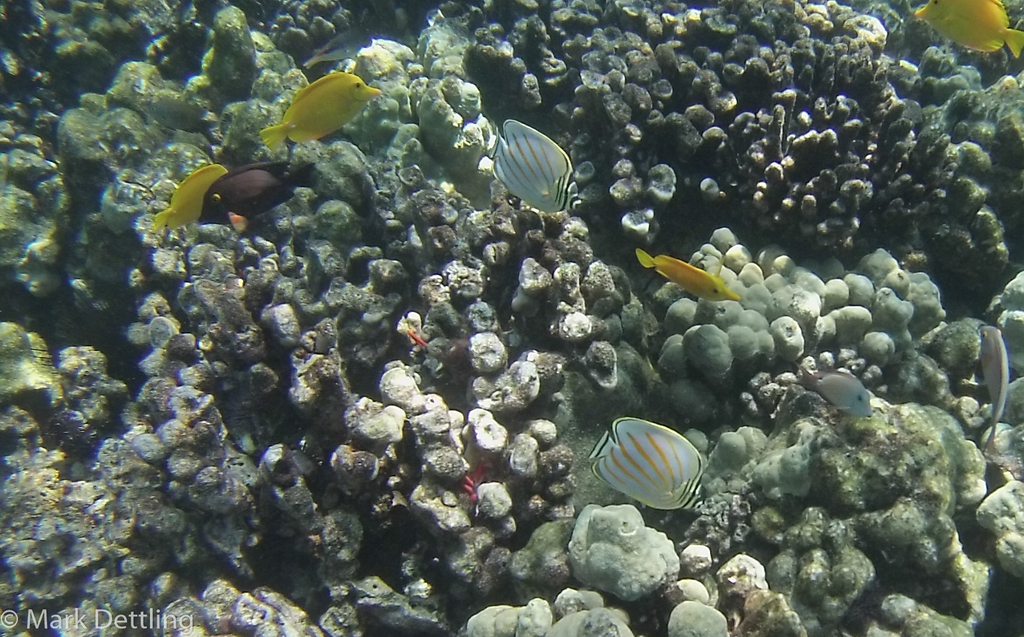 Clown Butterflyfish