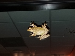 Osteopilus septentrionalis