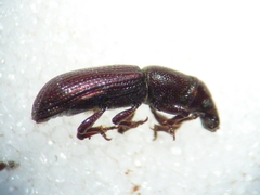 Rhyncolus