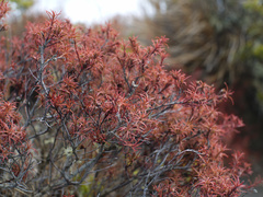 Dracophyllum recurvum