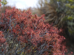 Dracophyllum recurvum