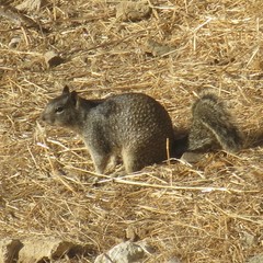 Otospermophilus beecheyi nesioticus