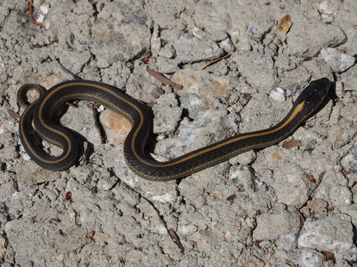 Photo of a Western Terrestrial Garter Snake (Thamnophis elegans)