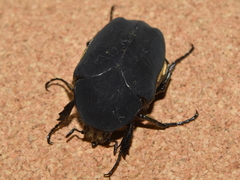 Cotinis mutabilis atrata